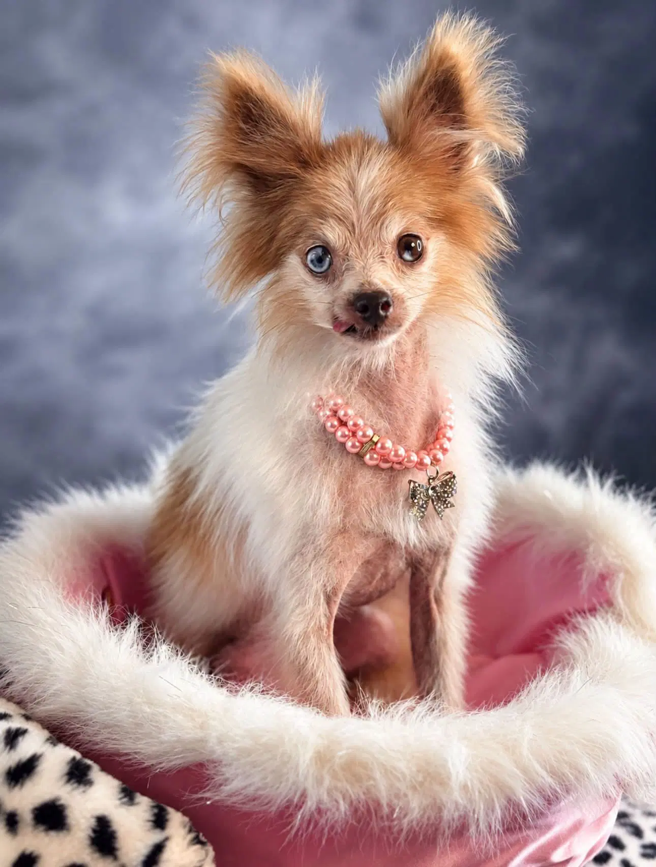 Serafina - Pomeranian