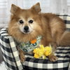 Cheetos - Photo 1