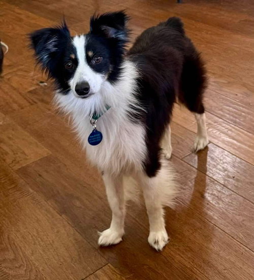picture of the dog needing adoption