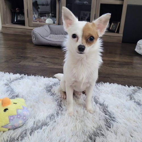 picture of the dog needing adoption