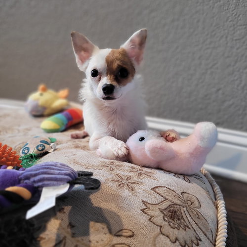 TONY - Chihuahua available for adoption