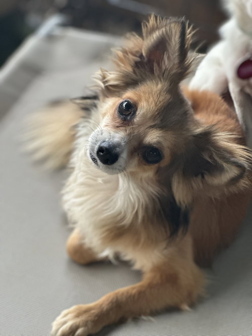 picture of the dog needing adoption