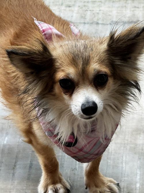 BUFF - Chihuahua available for adoption