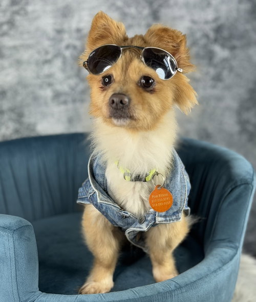 picture of the dog needing adoption