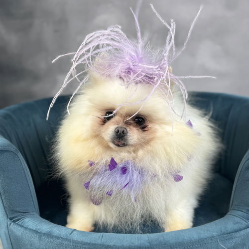 animal-image