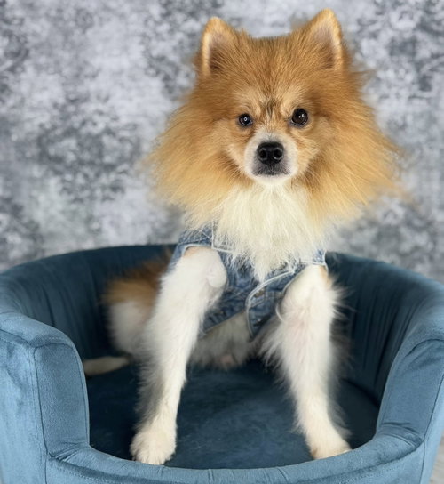 picture of the dog needing adoption