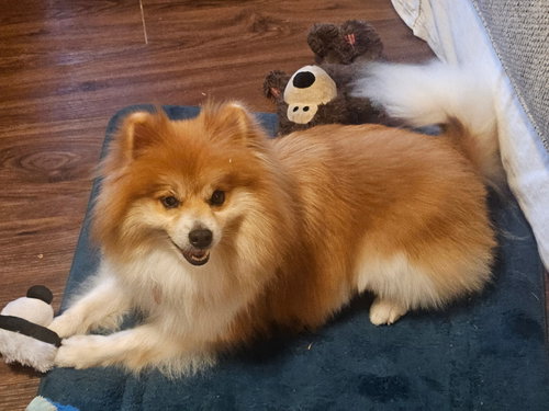 BENDER - Pomeranian available for adoption