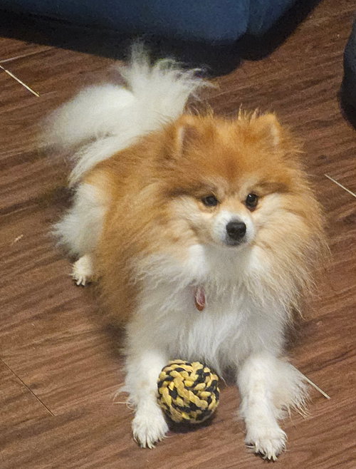 BENDER - Pomeranian available for adoption