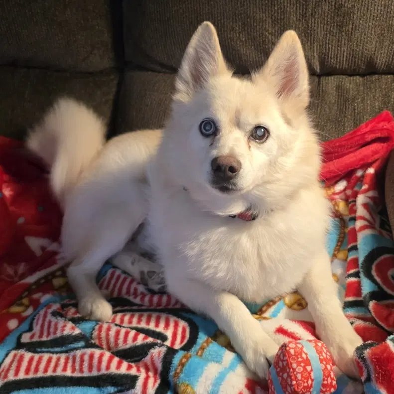 Drax Diabetic - Pomeranian