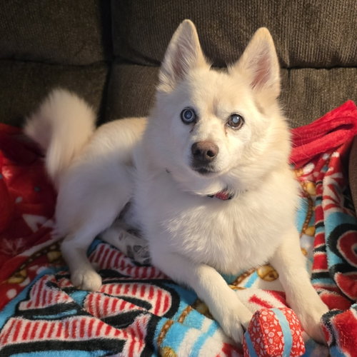 picture of the dog needing adoption