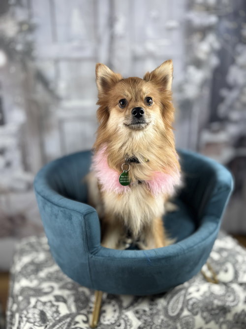 HARPER 2025 - Pomeranian available for adoption