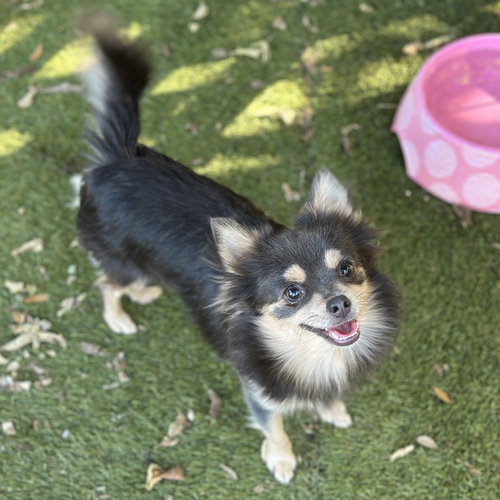 picture of the dog needing adoption