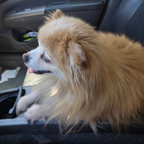 EDWARD - Pomeranian available for adoption