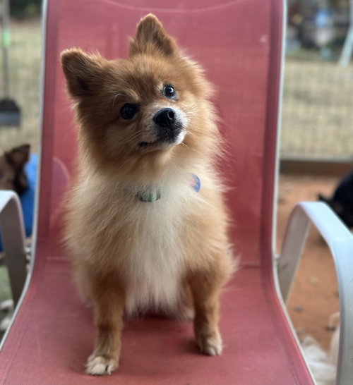 picture of the dog needing adoption