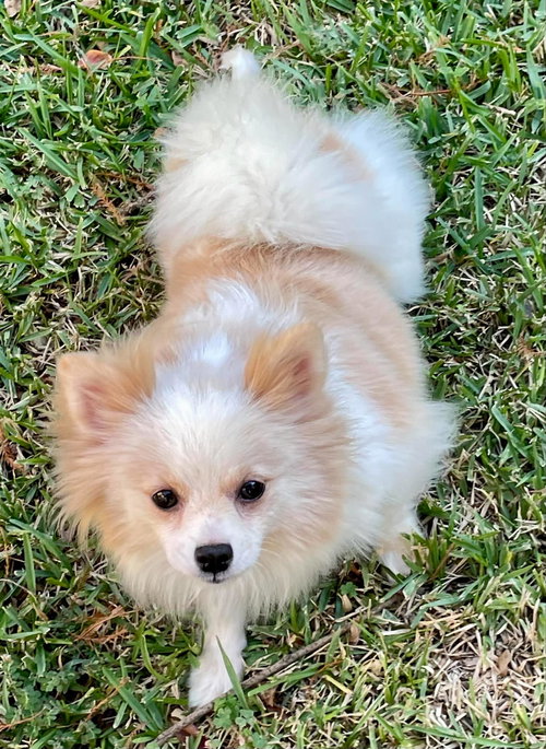 picture of the dog needing adoption
