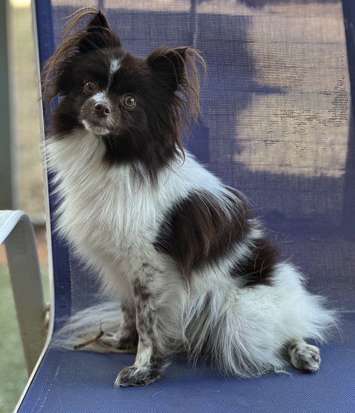 picture of the dog needing adoption