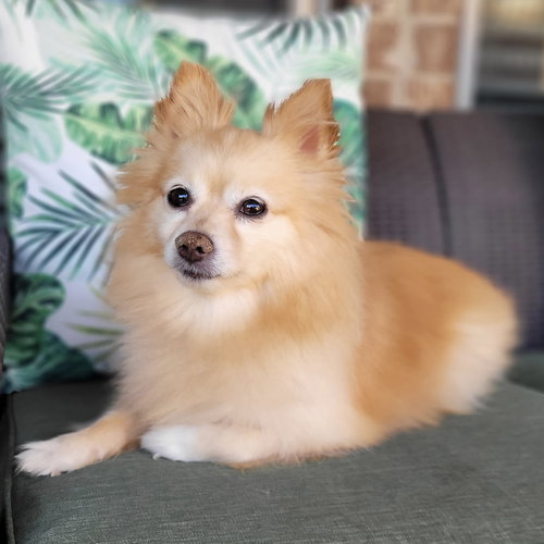 picture of the dog needing adoption