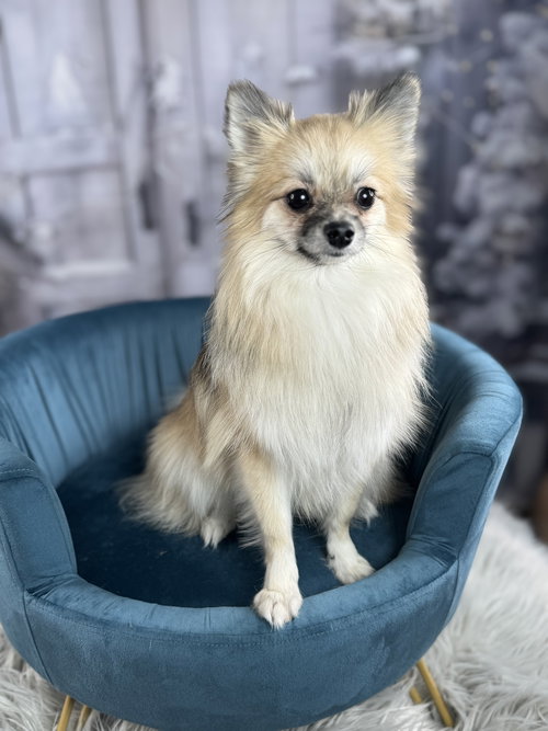 picture of the dog needing adoption