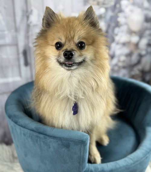 picture of the dog needing adoption