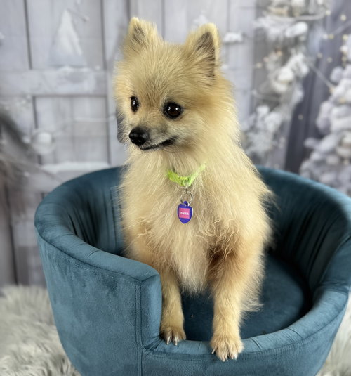 TEQUILA - Pomeranian available for adoption