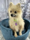 Tequila - Photo 4
