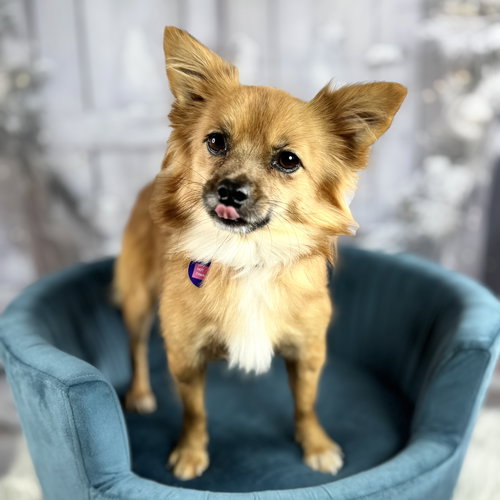 picture of the dog needing adoption