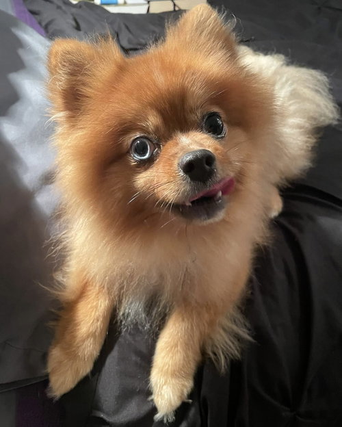 picture of the dog needing adoption
