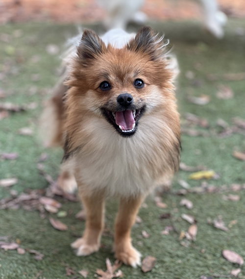 Minnie, an adoptable Pomeranian in Garland, TX