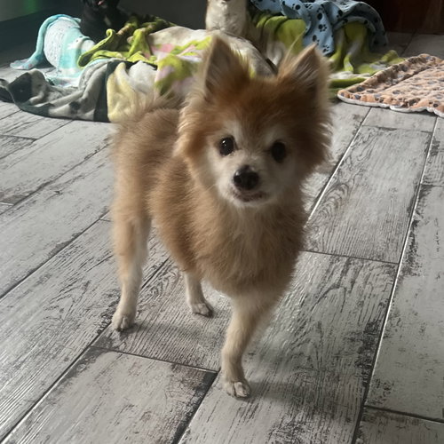Foxie, an adoptable Pomeranian in Garland, TX