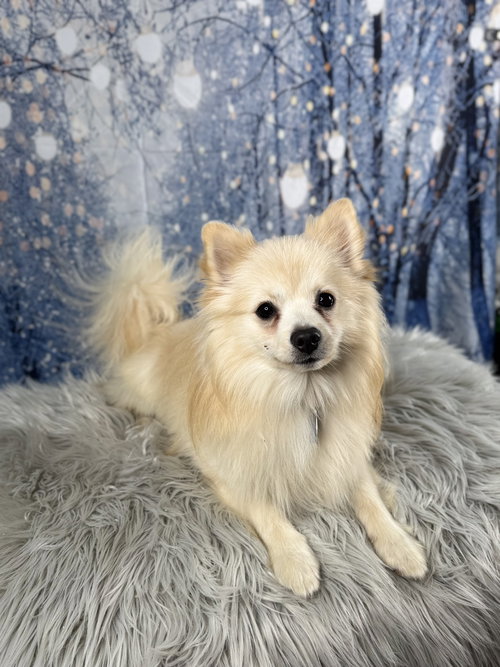 WINSTON - Pomeranian available for adoption