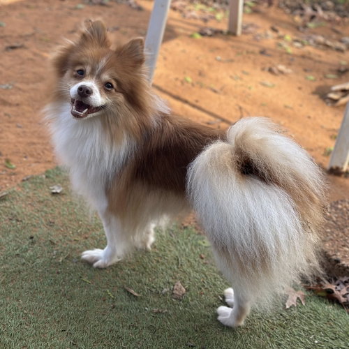 picture of the dog needing adoption