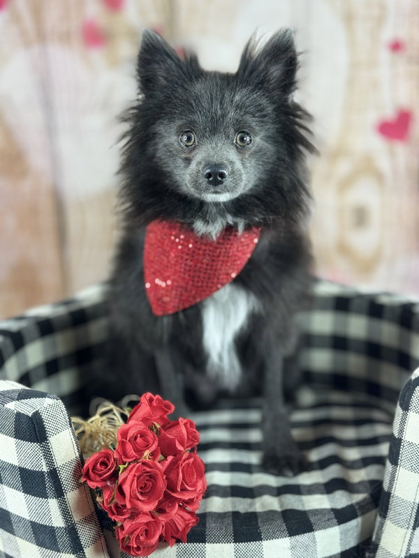 Wolfie