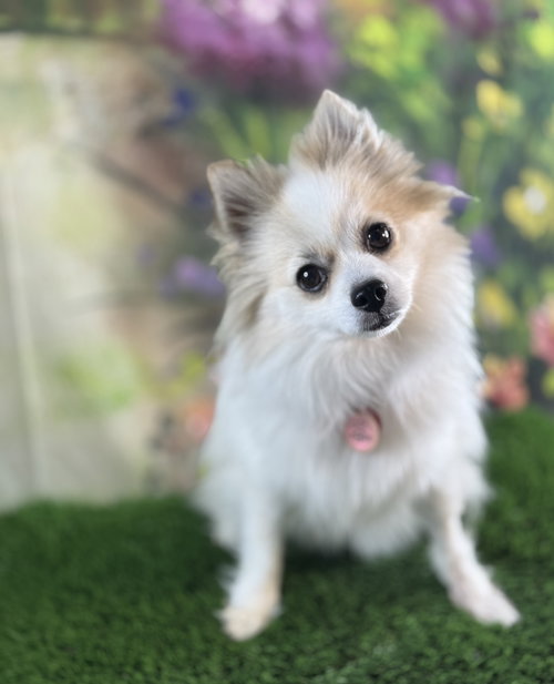 Oshie, an adoptable Pomeranian in Garland, TX