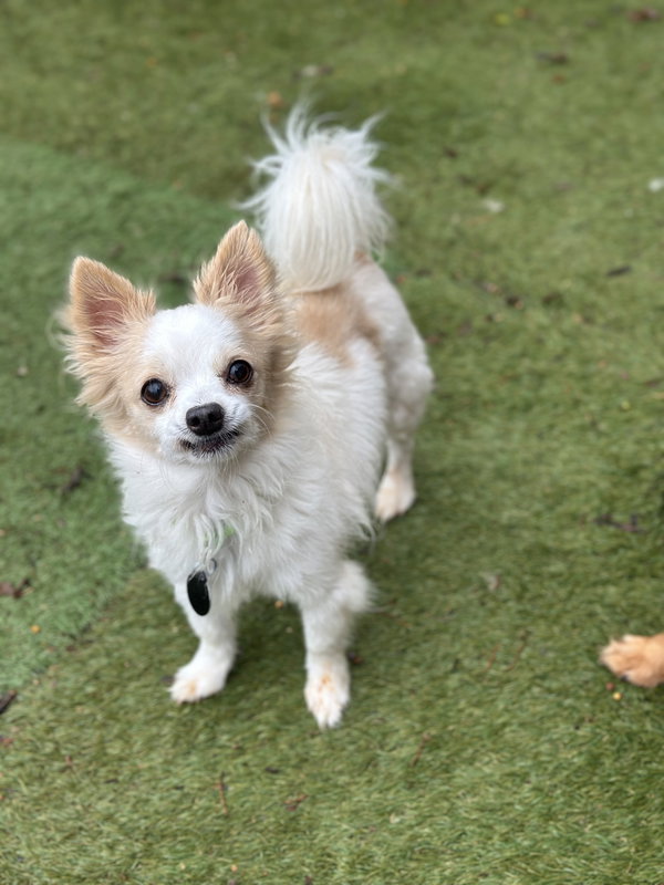 Gizmo