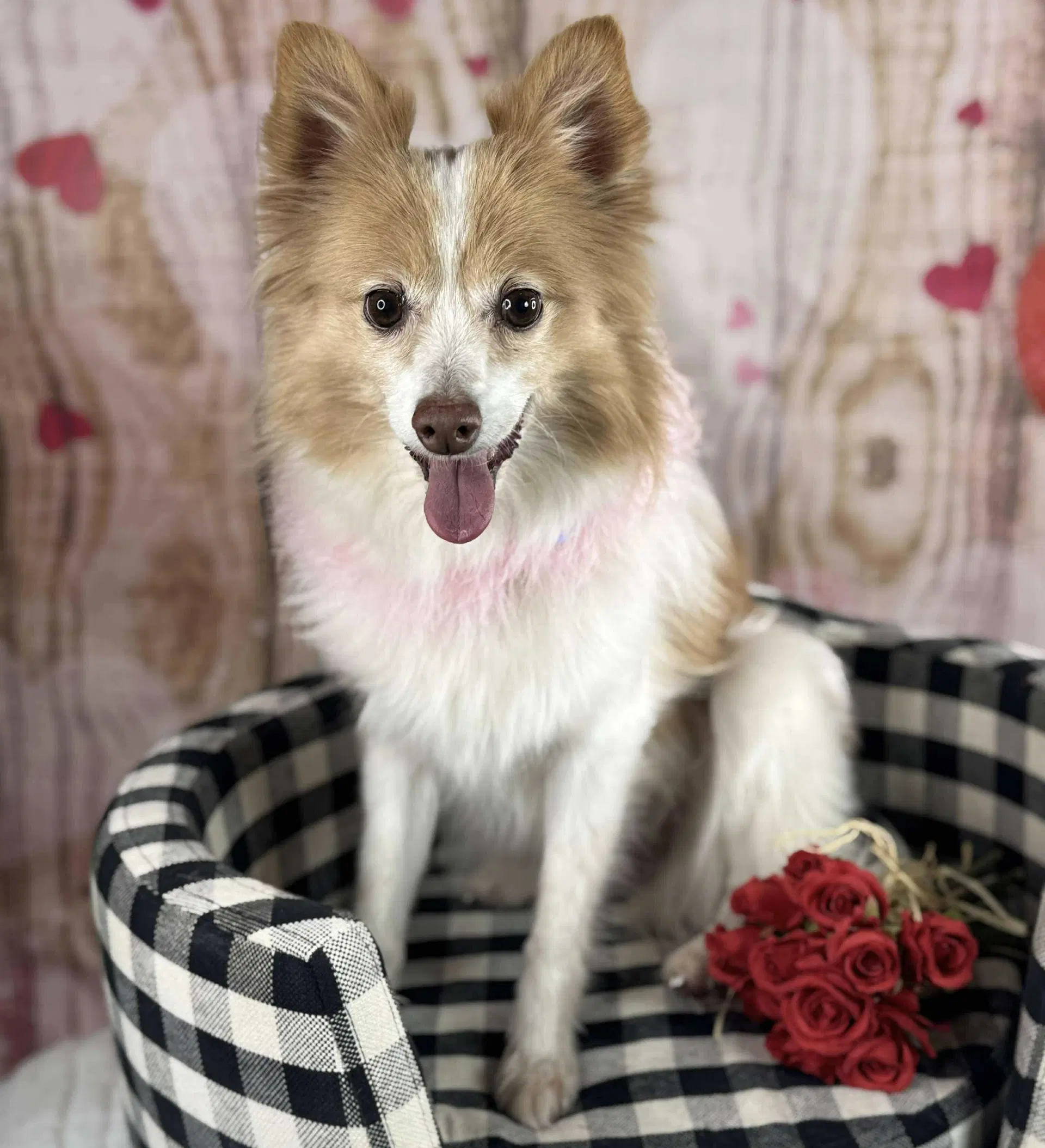 Pippi - Pomeranian