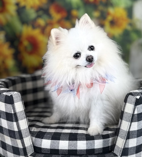 picture of the dog needing adoption