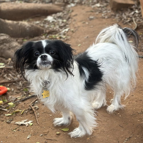 Arial, an adoptable Japanese Chin in Garland, TX