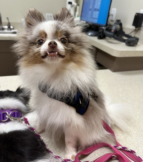Venus, an adoptable Pomeranian in Garland, TX