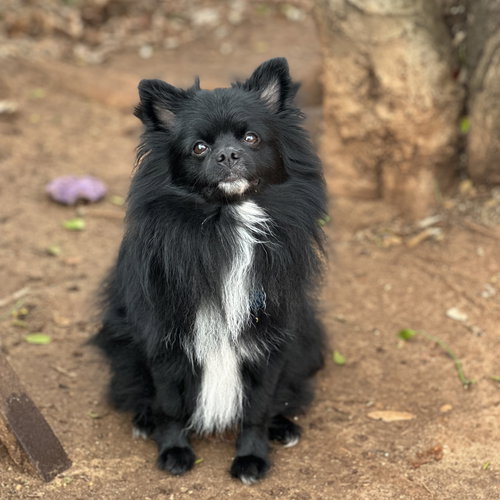 picture of the dog needing adoption