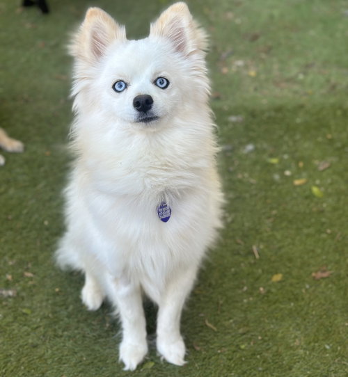 Arctic Blue, an adoptable Pomeranian in Garland, TX
