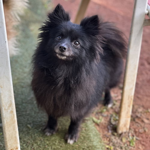 Sasha, an adoptable Pomeranian in Garland, TX