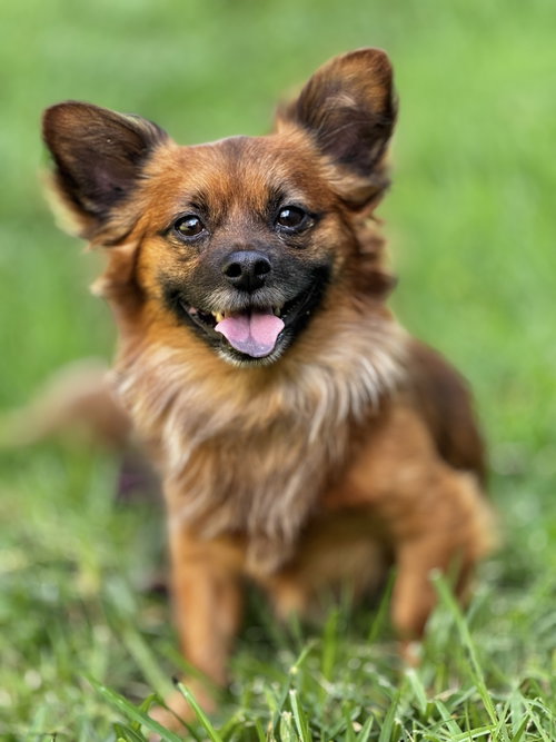 Mikko, an adoptable Pomeranian in Garland, TX