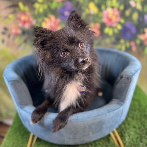 April, an adoptable Pomeranian in Garland, TX