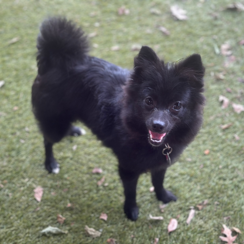 Bonnet, an adoptable Pomeranian in Garland, TX