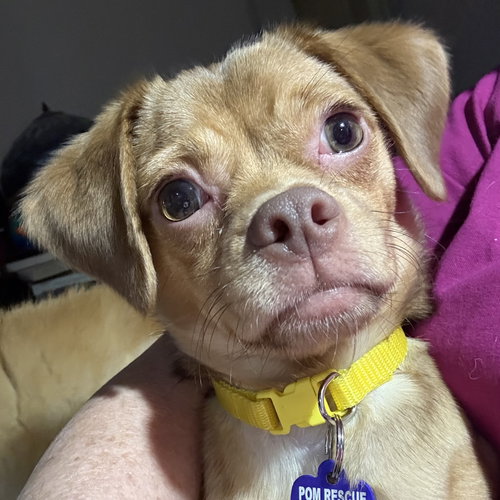 Whimsy, an adoptable Chihuahua in Garland, TX