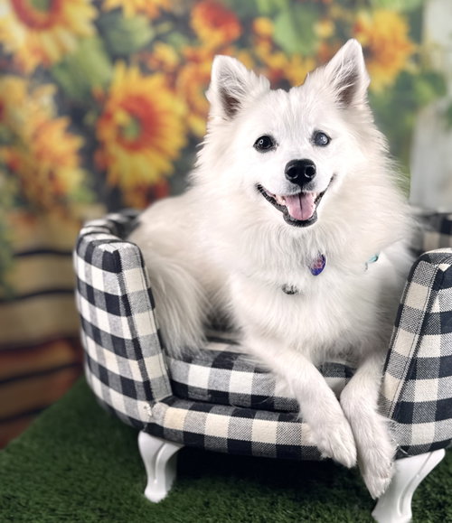 Dahlia, an adoptable American Eskimo Dog in Garland, TX