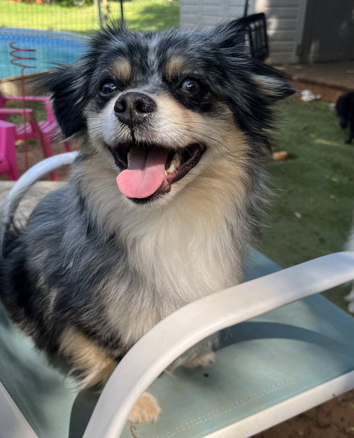 Louis, an adoptable Pomeranian in Garland, TX