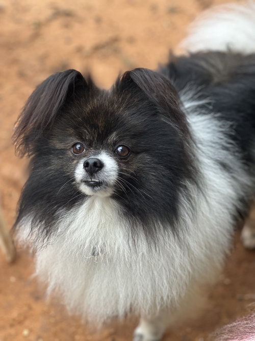 Frizzle, an adoptable Pomeranian in Garland, TX