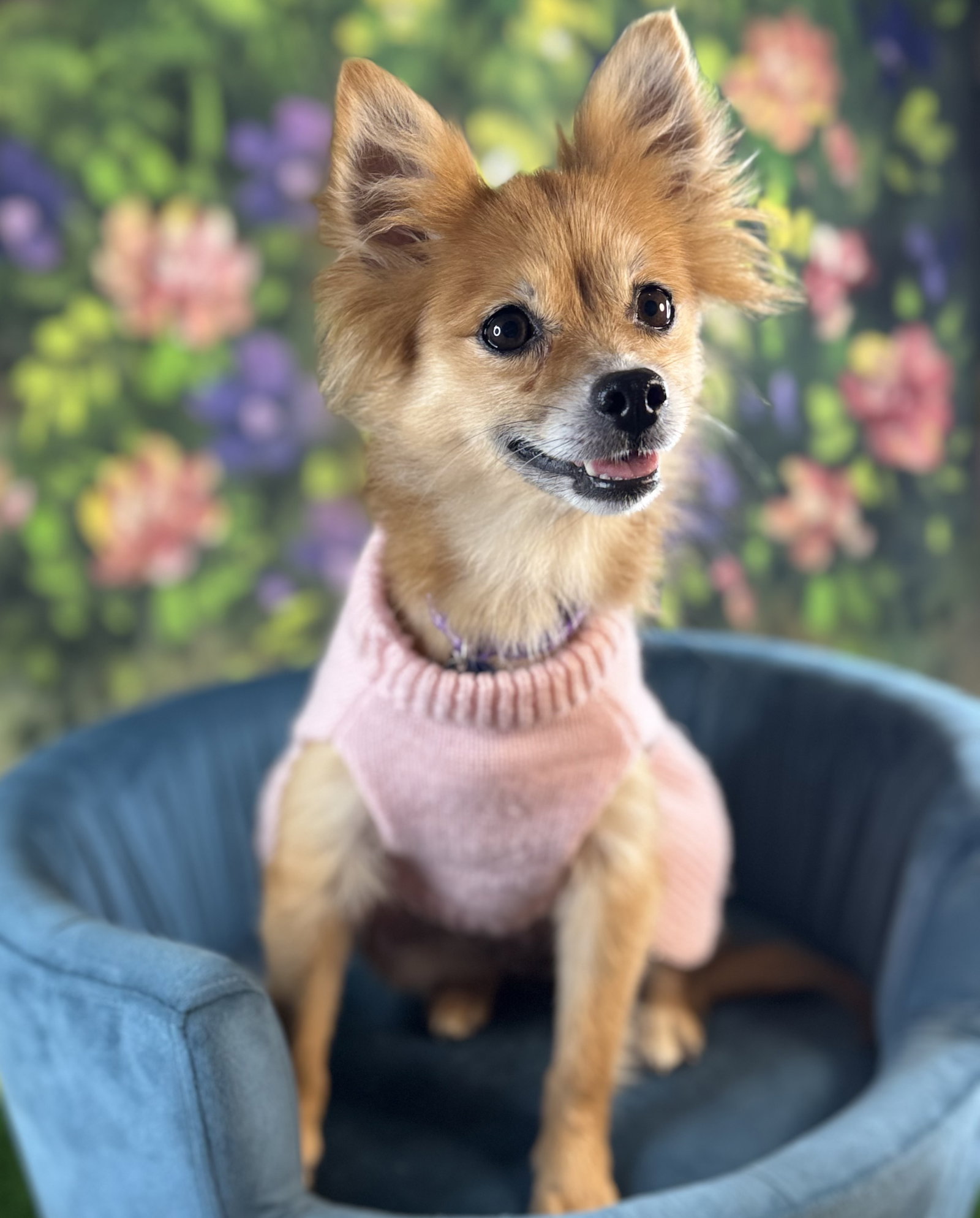 Daisy Duke