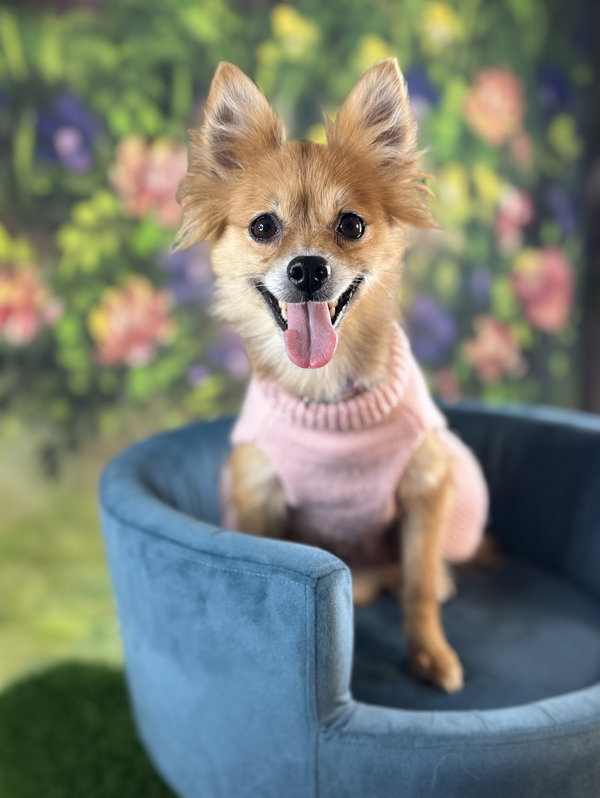 Daisy Duke